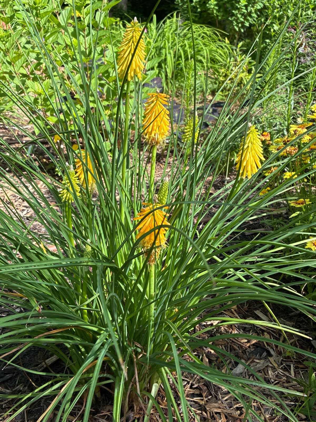 Ted Hot Poker