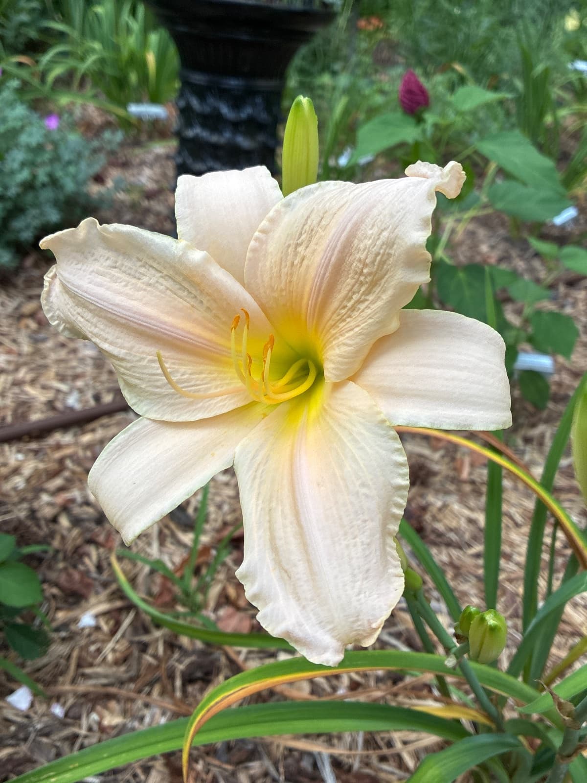 Tender Live Daylily