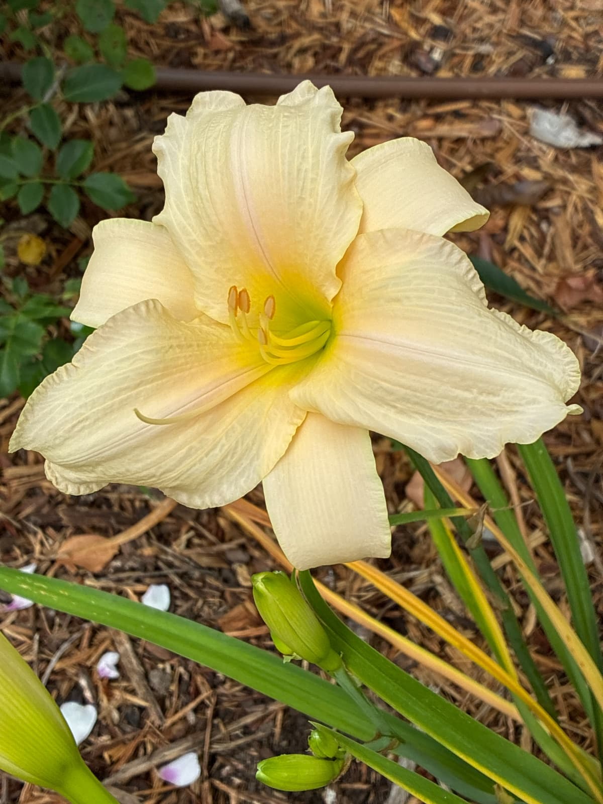 Tender Love Daylily