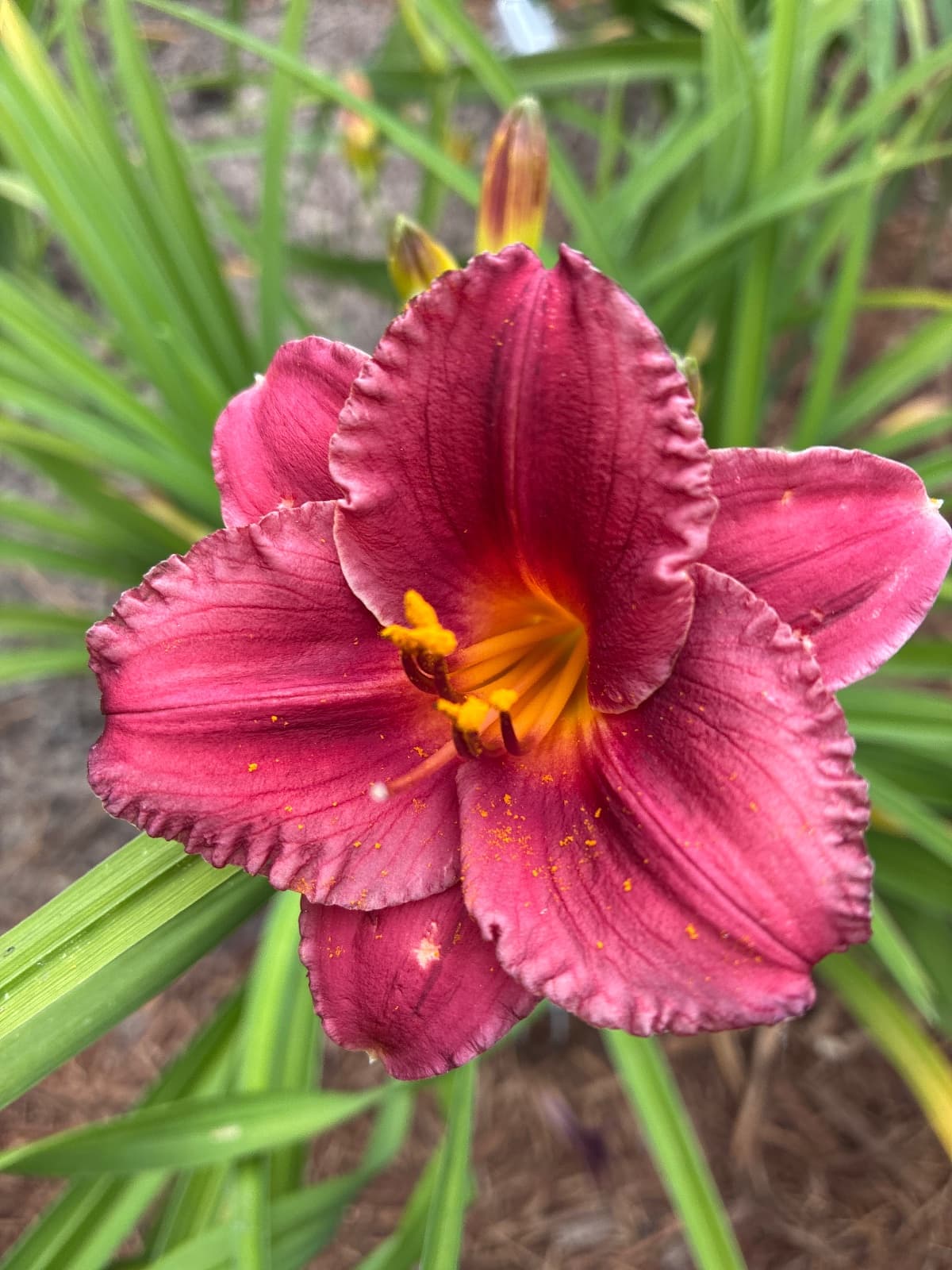 Terri's Cha Cha Daylily
