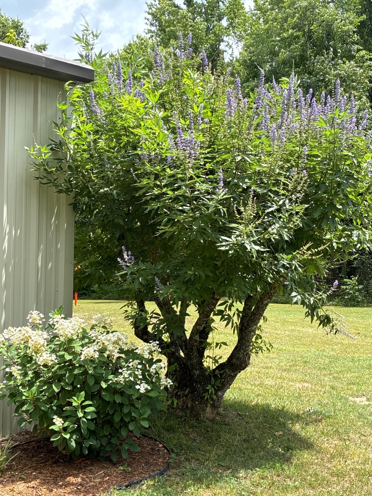 Texas Lilac