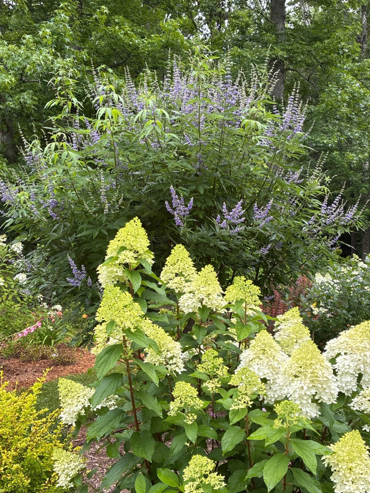 Texas Lilac Tree