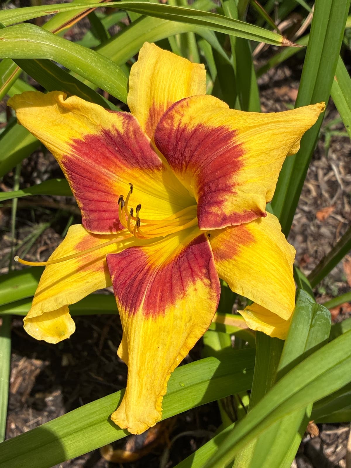 Tiger Swirl Daylily