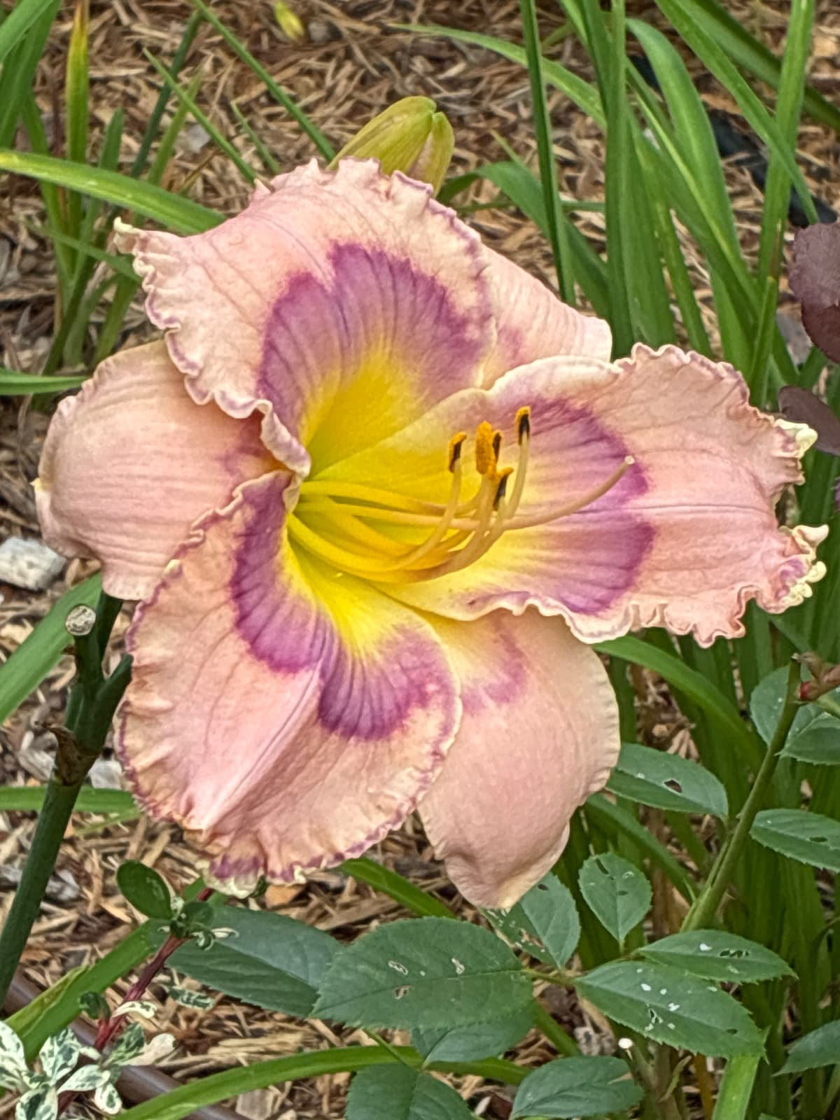 Total Commitment Daylily