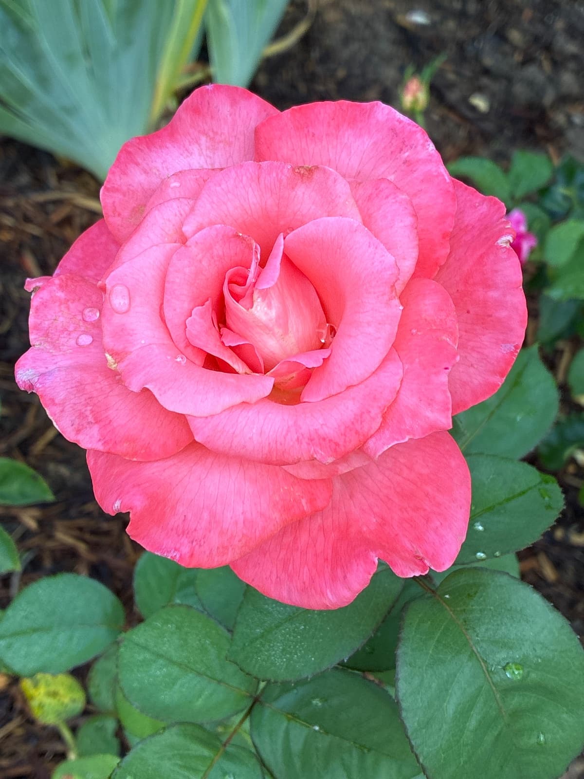 Touch of Class Hybrid Tea Rose