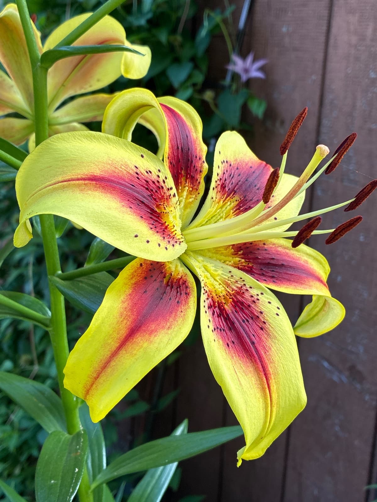 Tree Lily