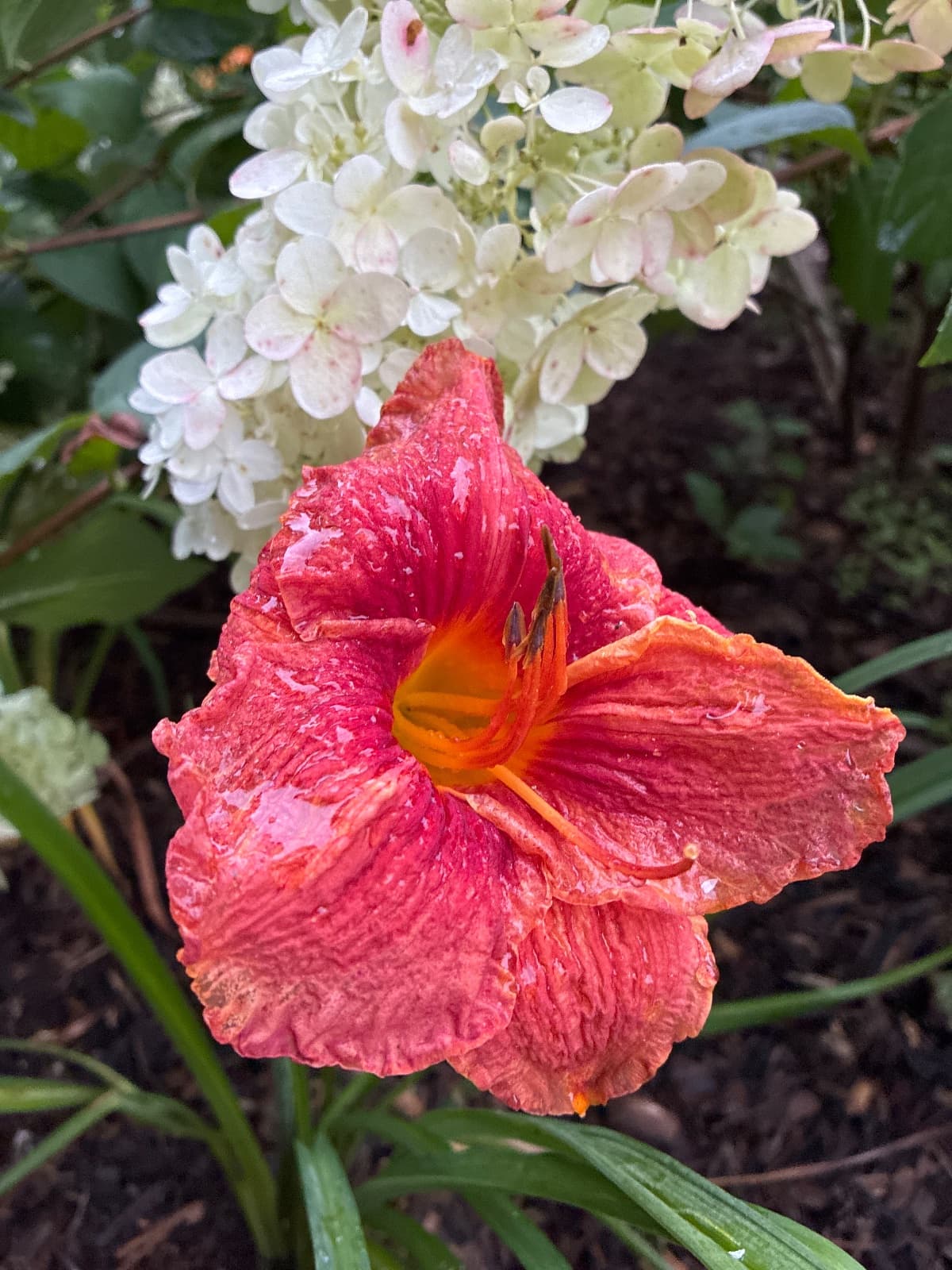 Trogan Daylily