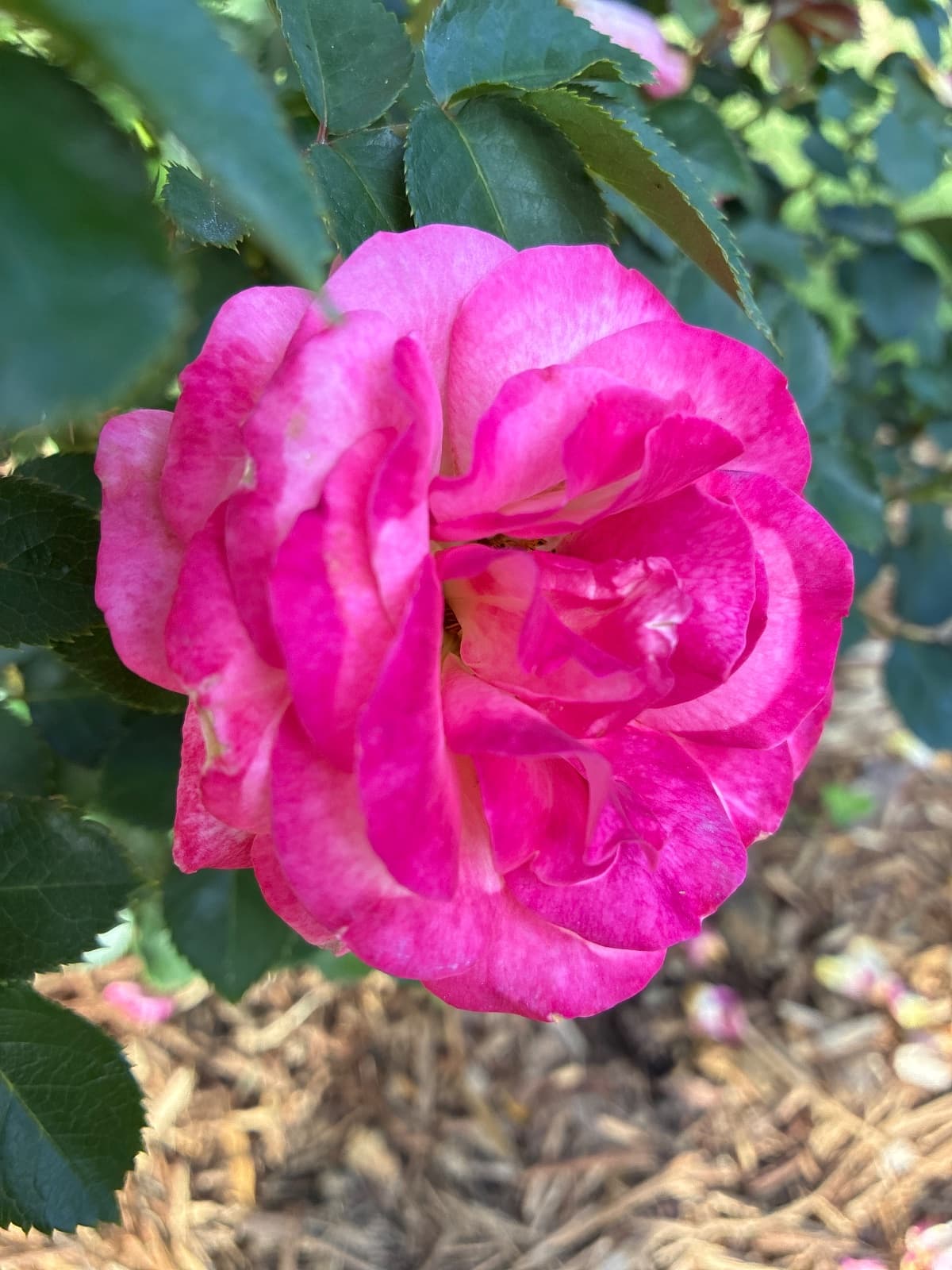 True Bliss Hybrid Tea Rose
