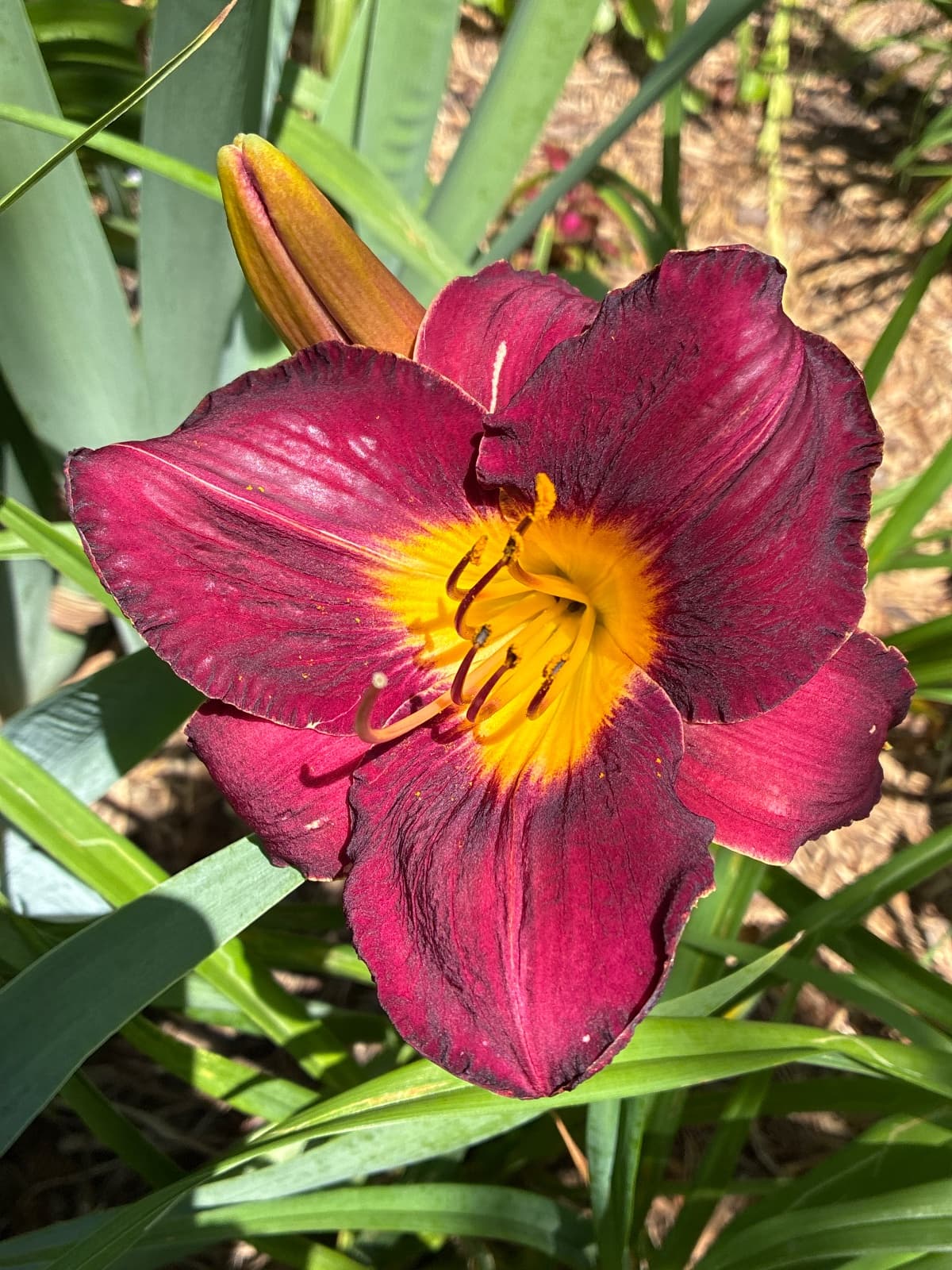 Tuxedo Gent Daylily
