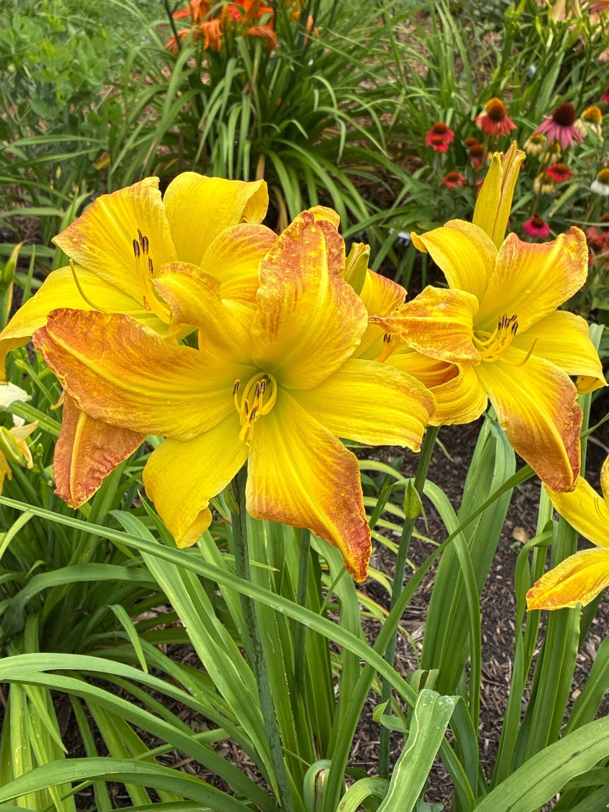 Valley Monster Daylily