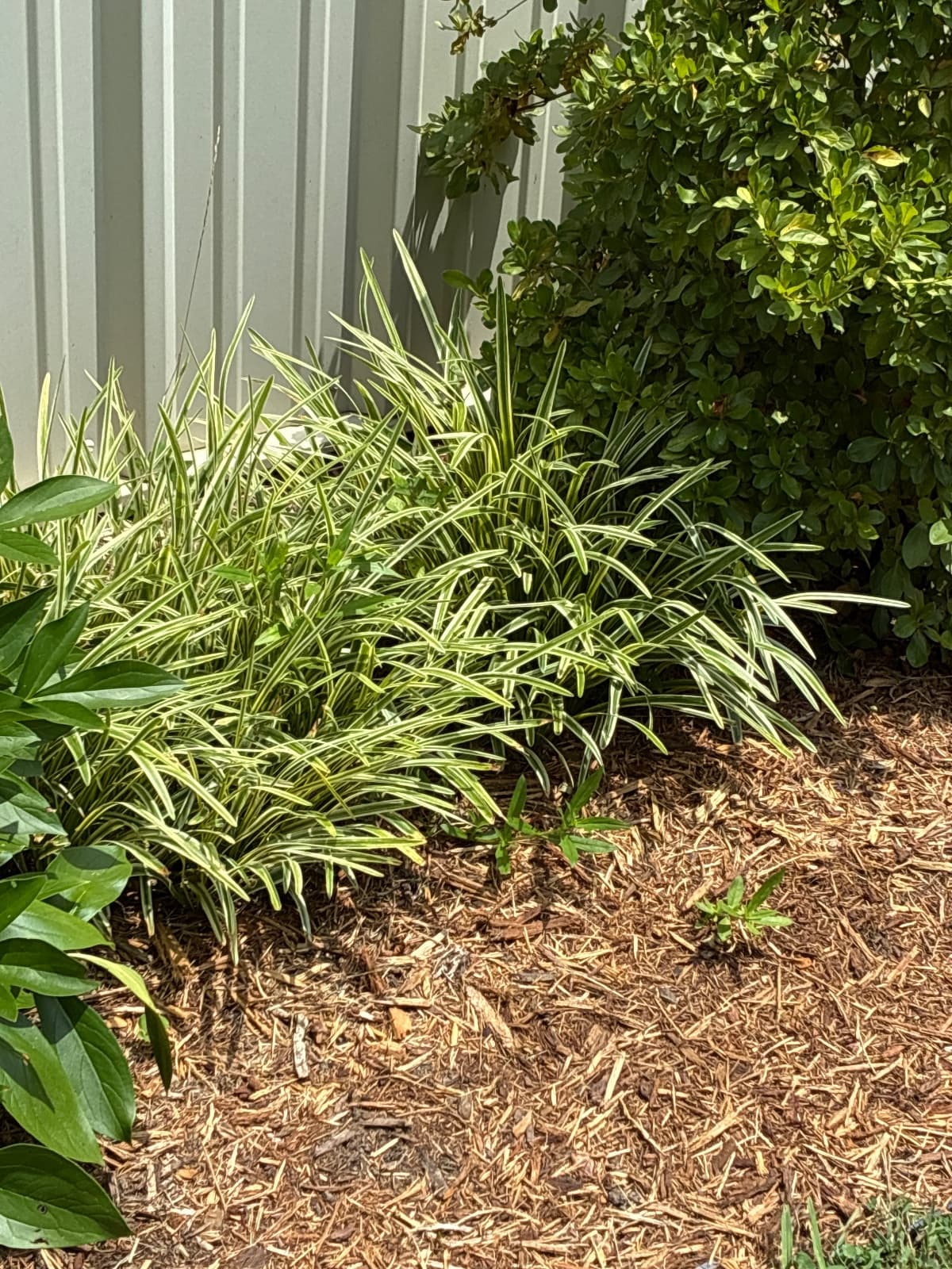 Variegated Grass
