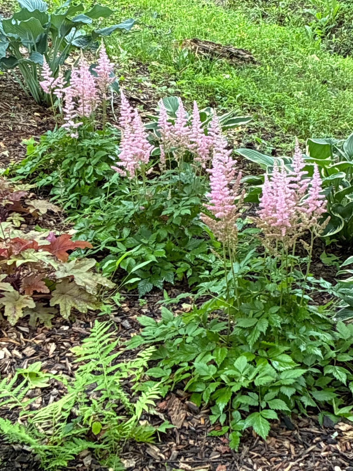 Visions in Pink Astilbe
