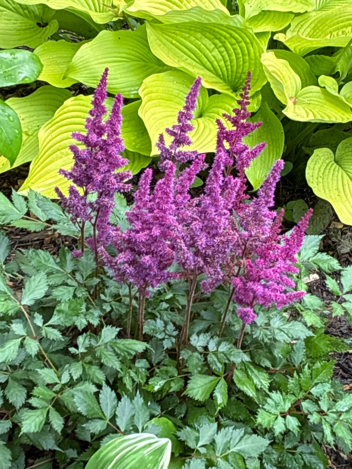 Visions in Red Astilbe