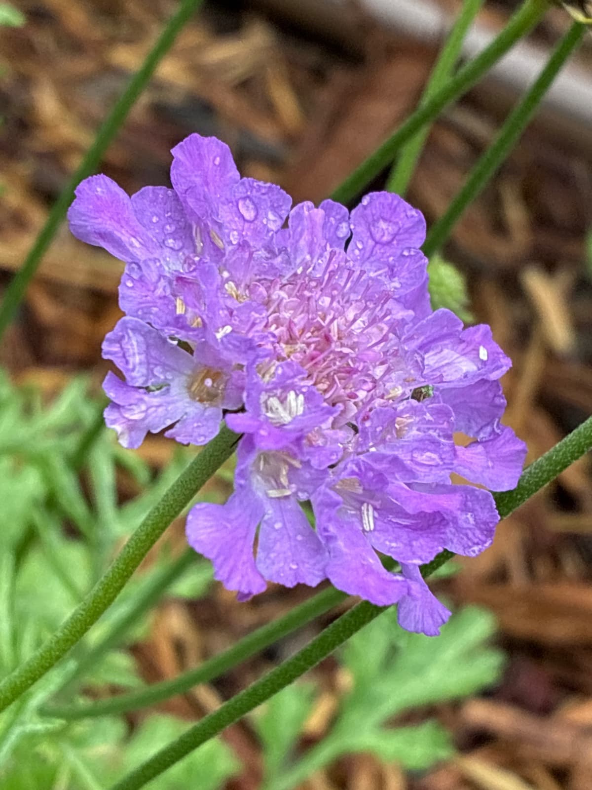 Vivid Violet Pincushion Flower