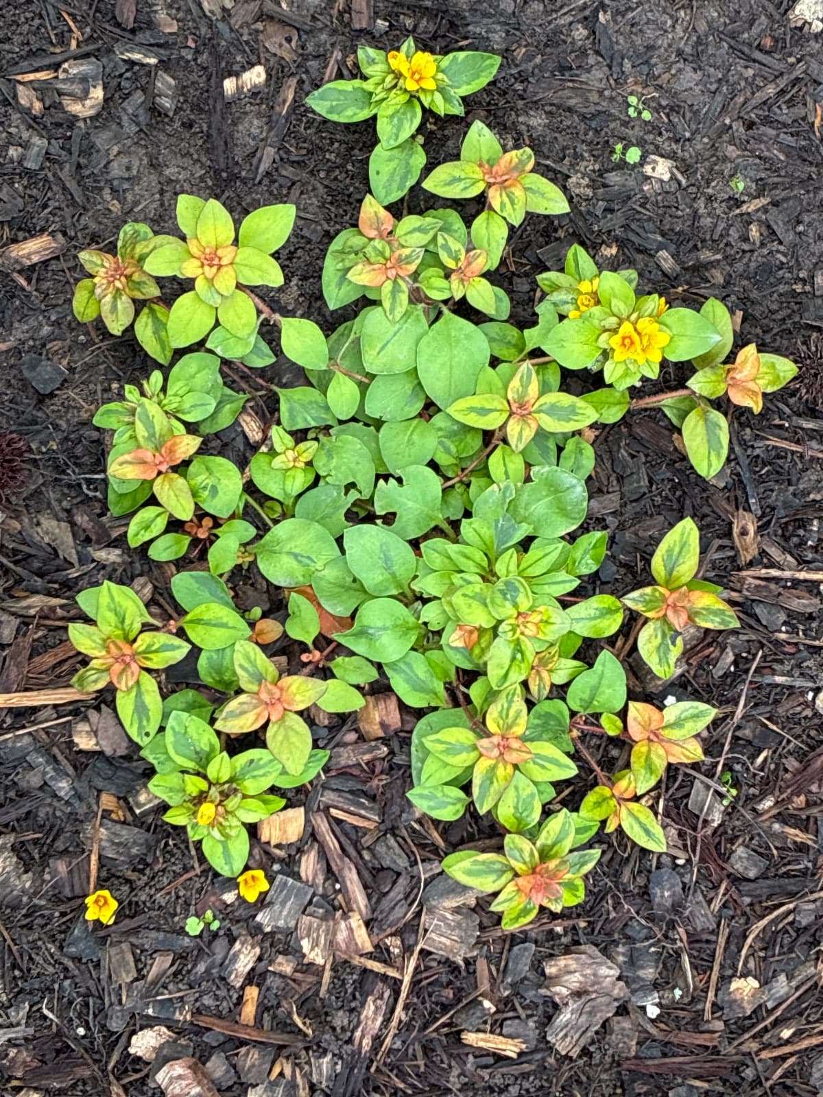Waikiki Sunset Lysimachia Congestiflora
