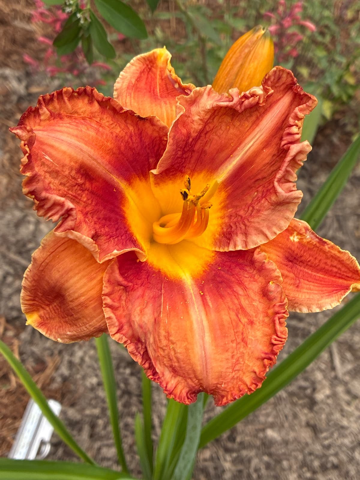Walking Into the Sun Daylily