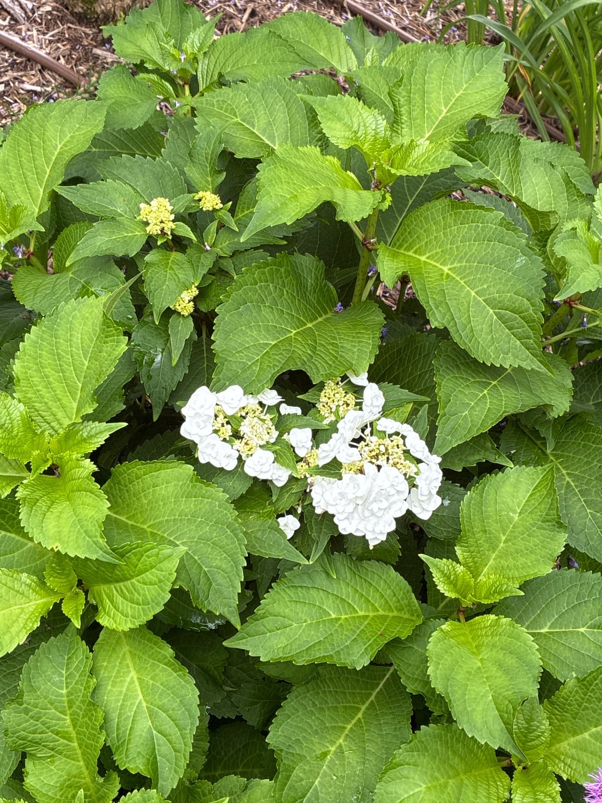 Wedding Gown Hydrangea