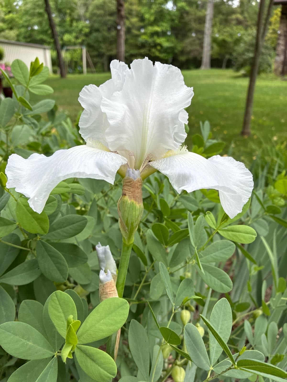 White Bearded Iris