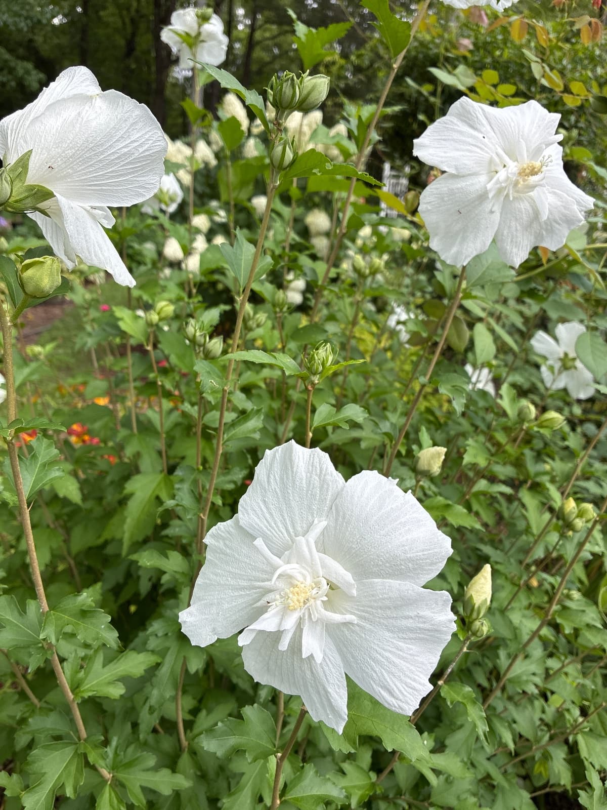 White Chiffon Rose of Sharon