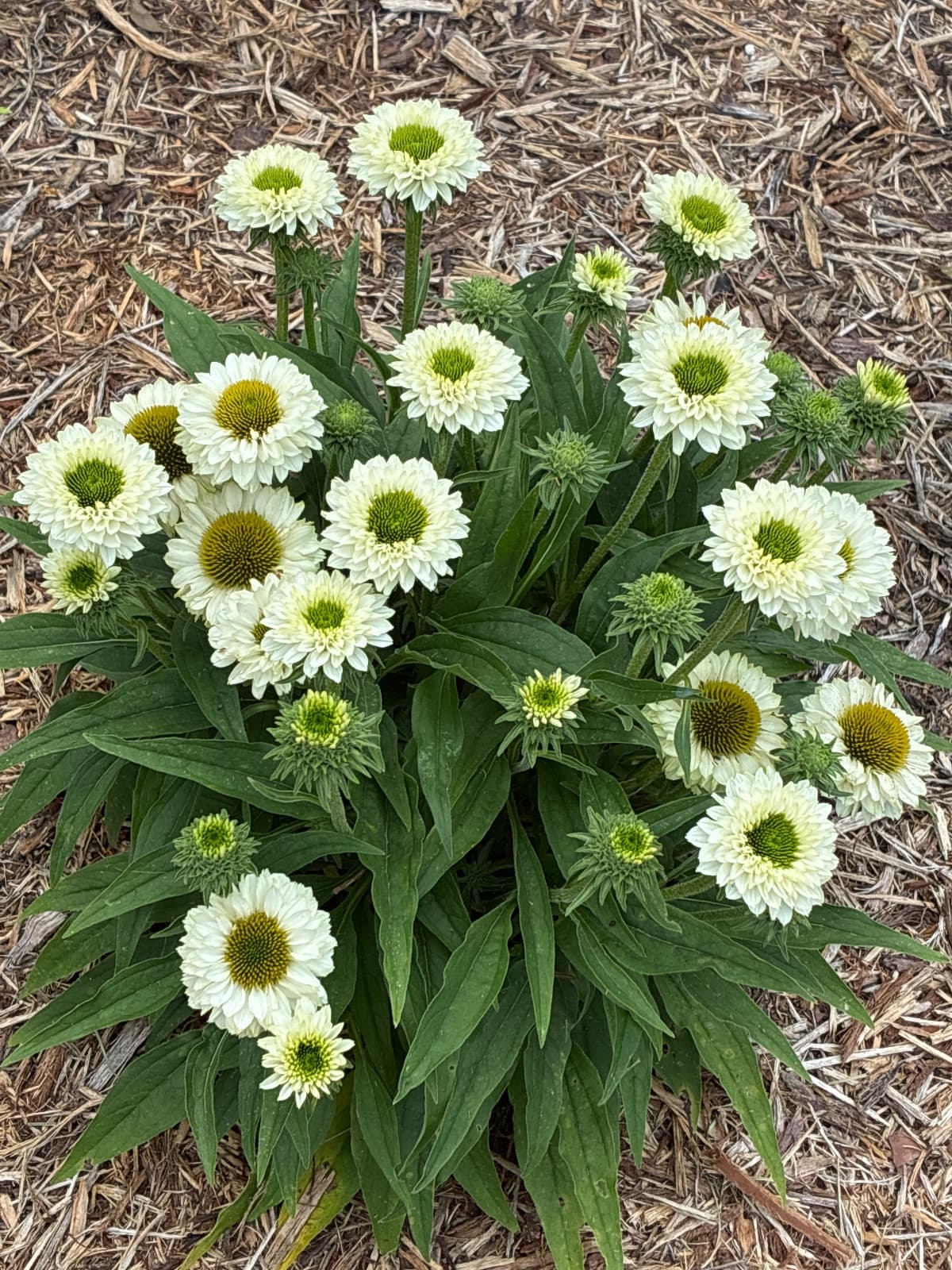 White Coneflowers