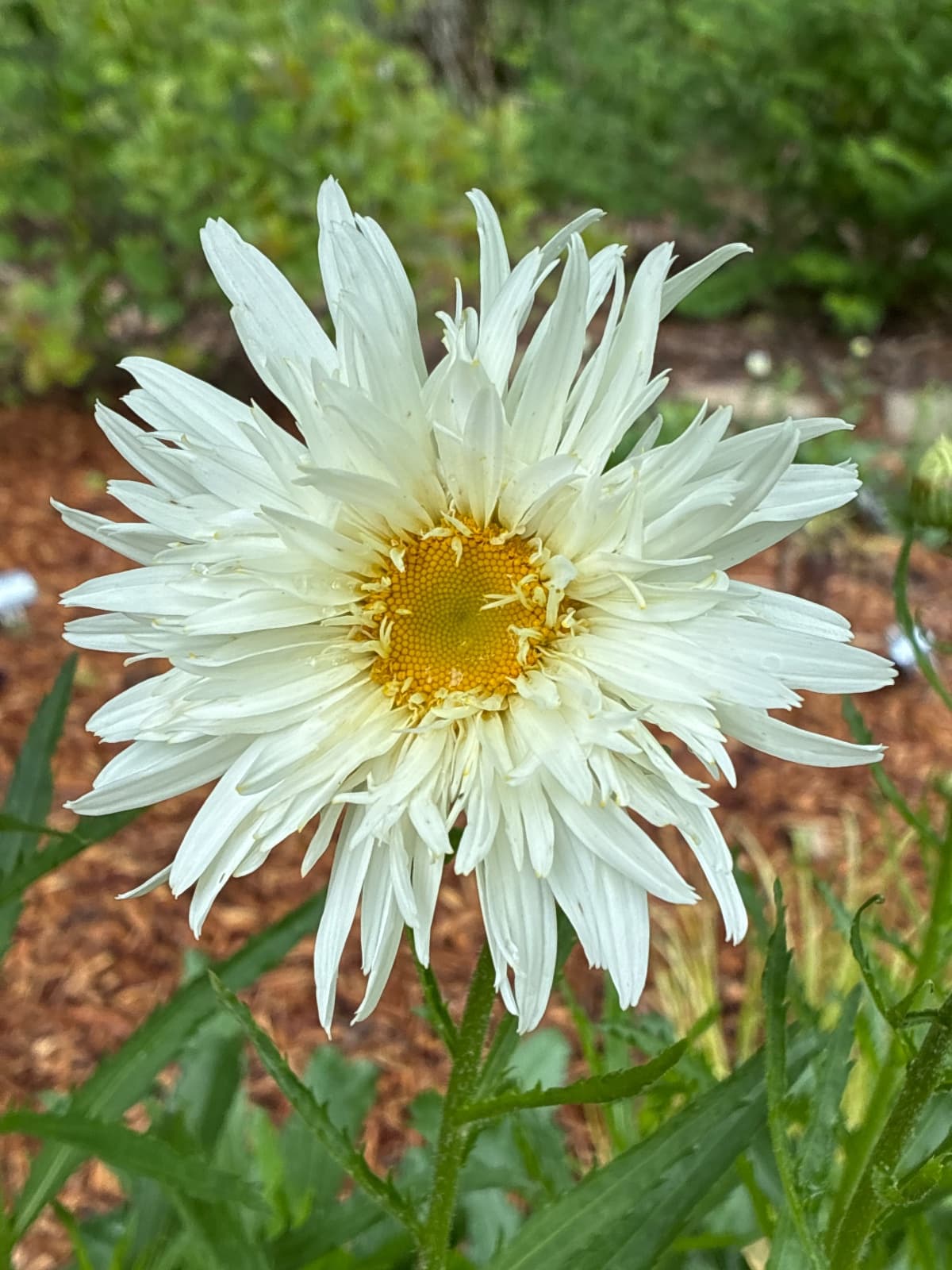 White Daisy