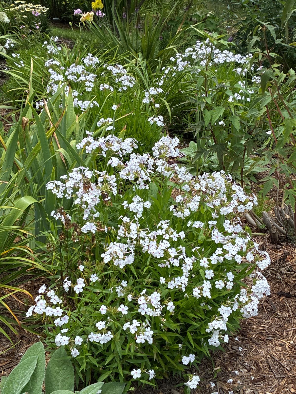 White Phlox
