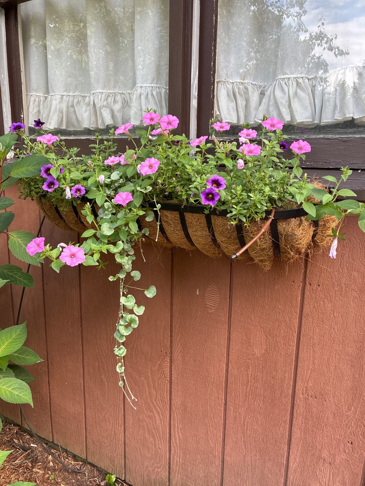 Window Seal Flowers