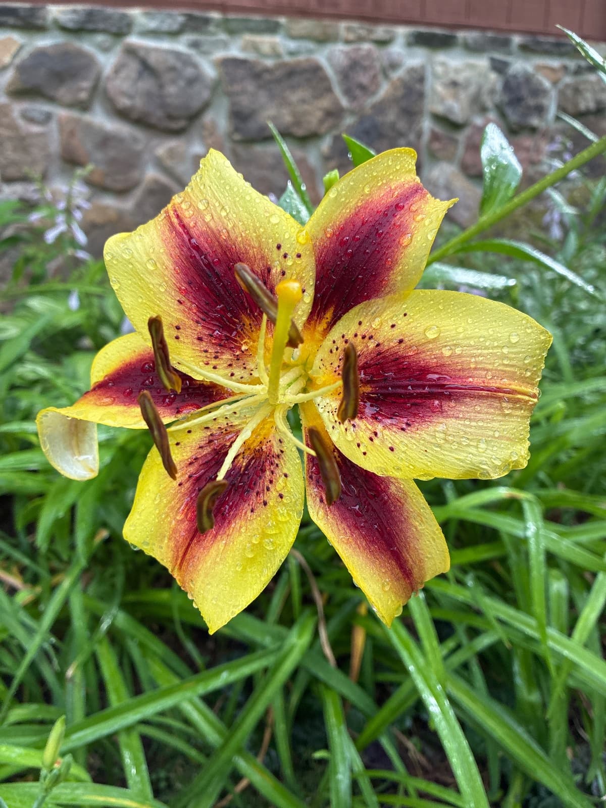 Yellow and Burgundy Lily