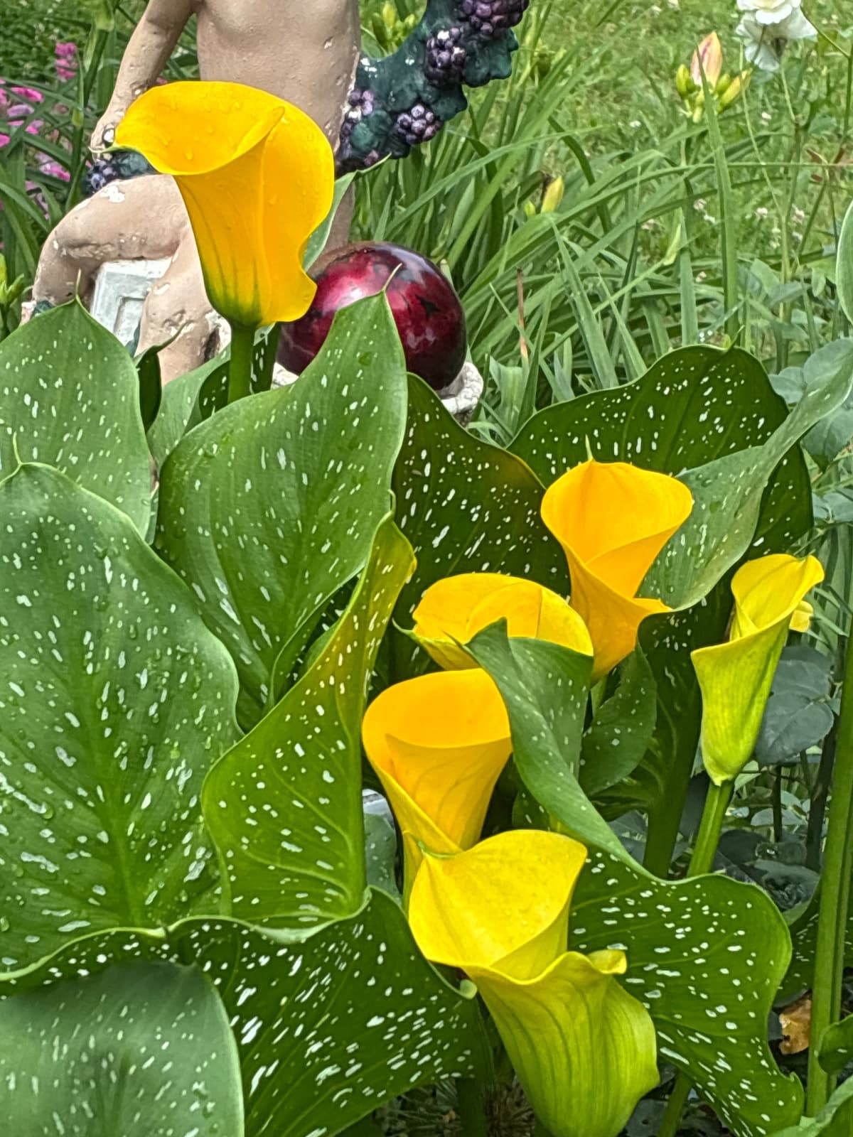 Yellow Calla Lilies