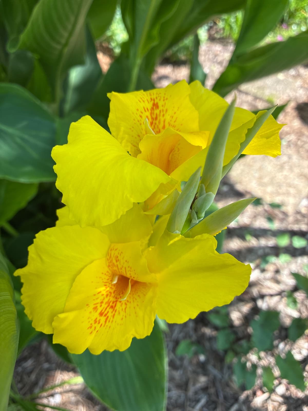 Yellow Canna Lily