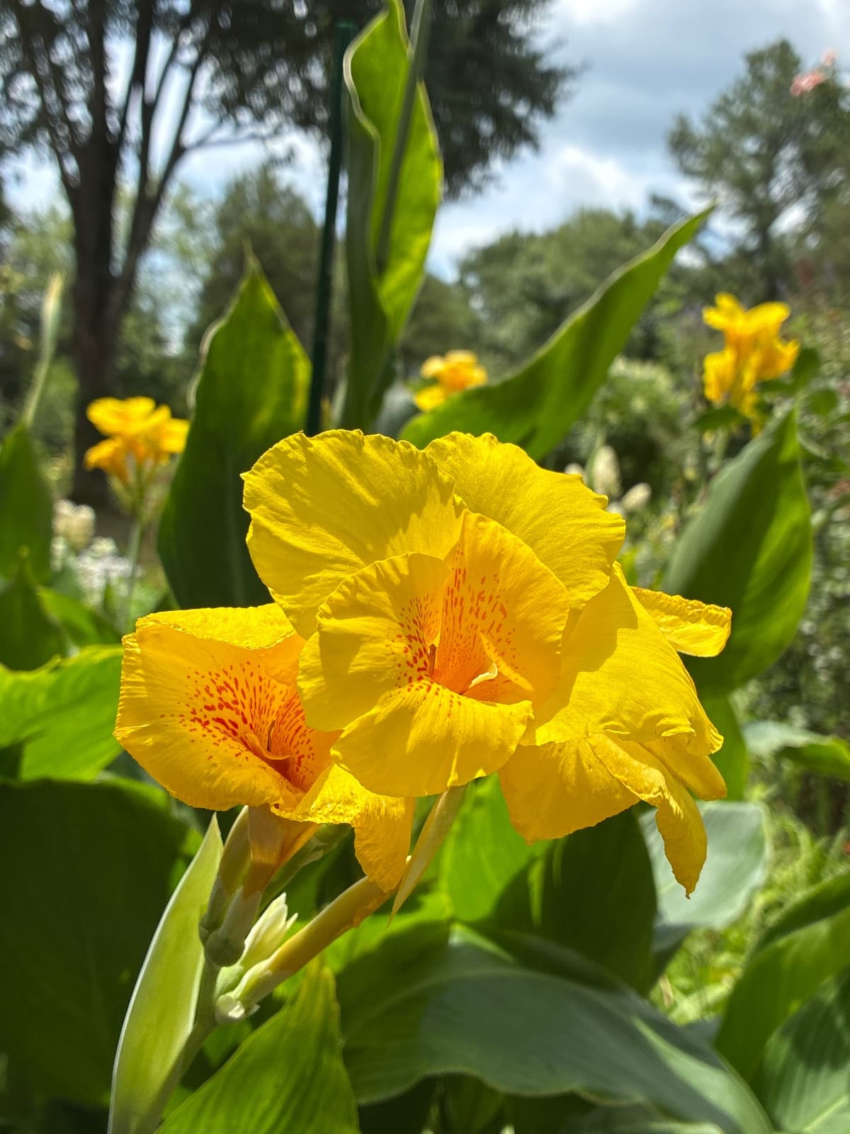 Yellow Canna Lily