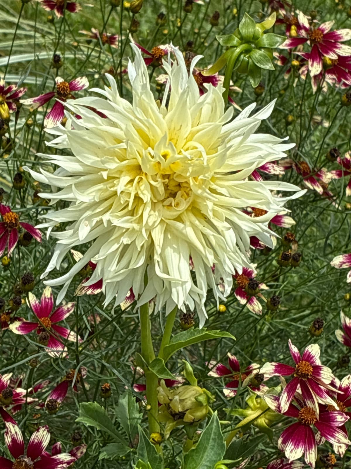 Yellow Dalia