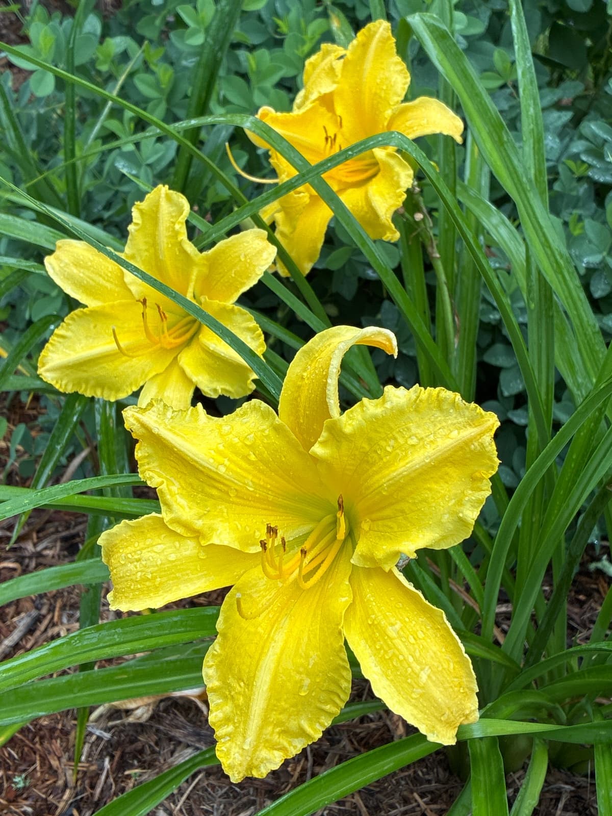Yellow Daylily