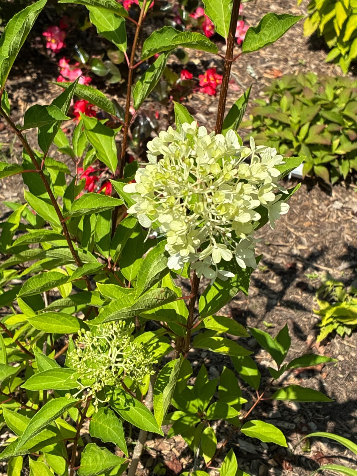 Zinfin Doll Hydrangea